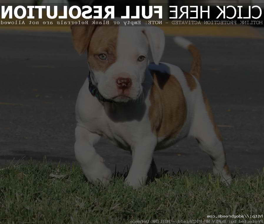 American Terrier Pitbull Puppies