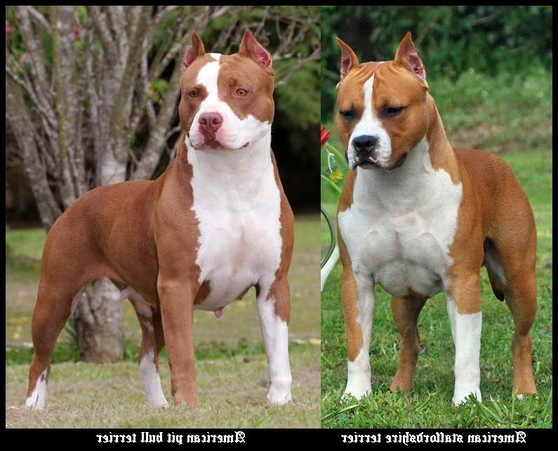 American Terrier Vs Pitbull