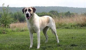 Anatolian Mastiff
