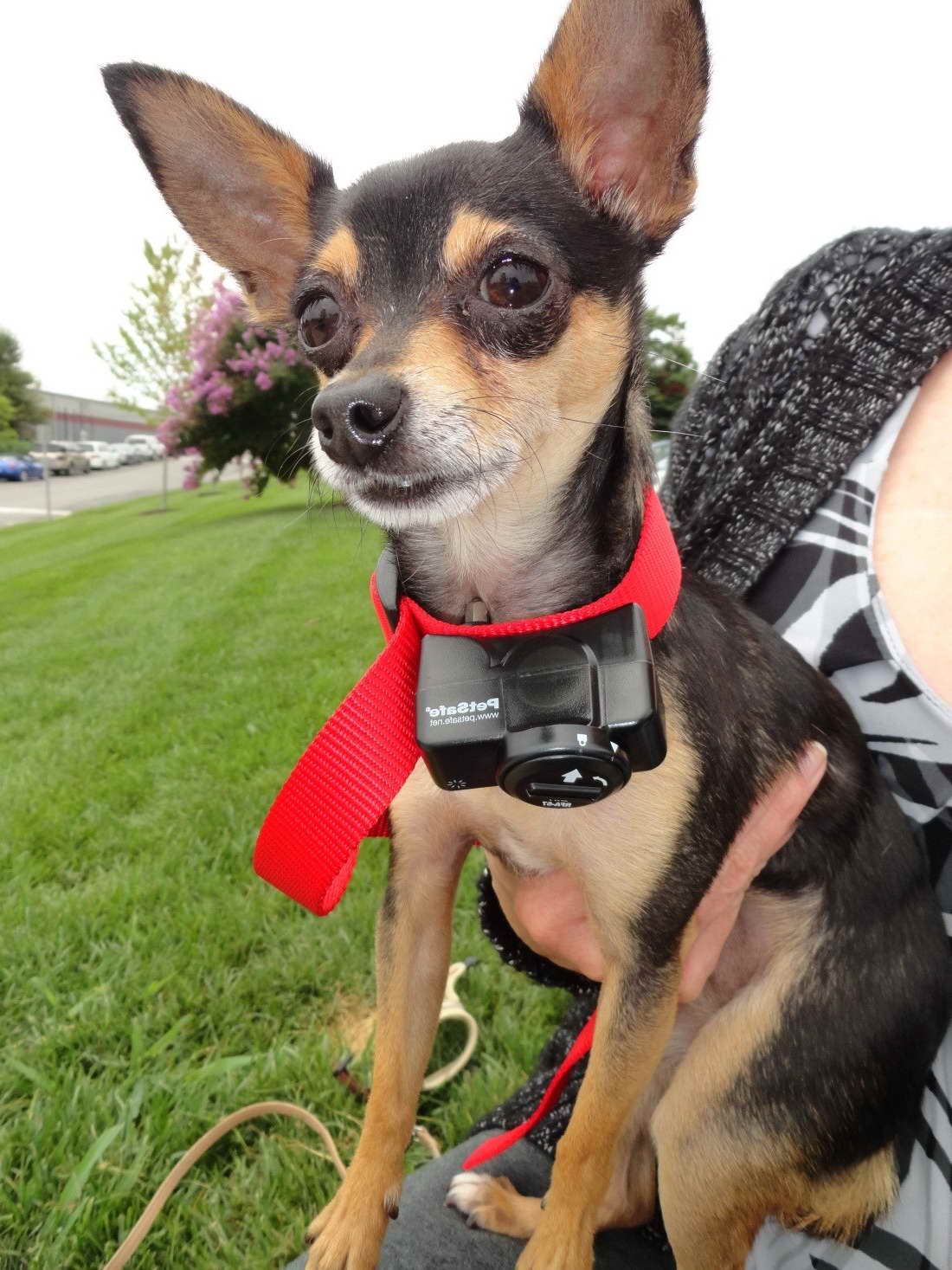 Anti Bark Collar For Chihuahua