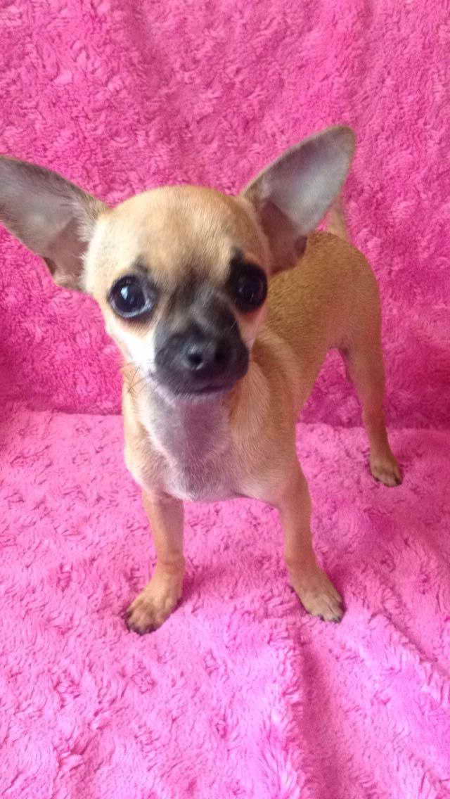 Apple Head Chihuahua For Sale