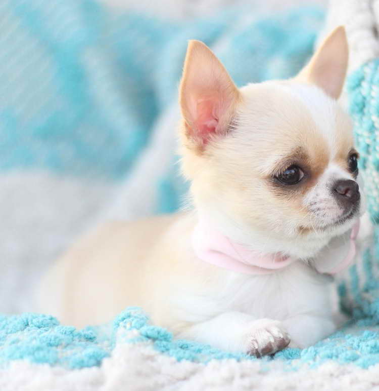 Applehead Chihuahua For Sale California