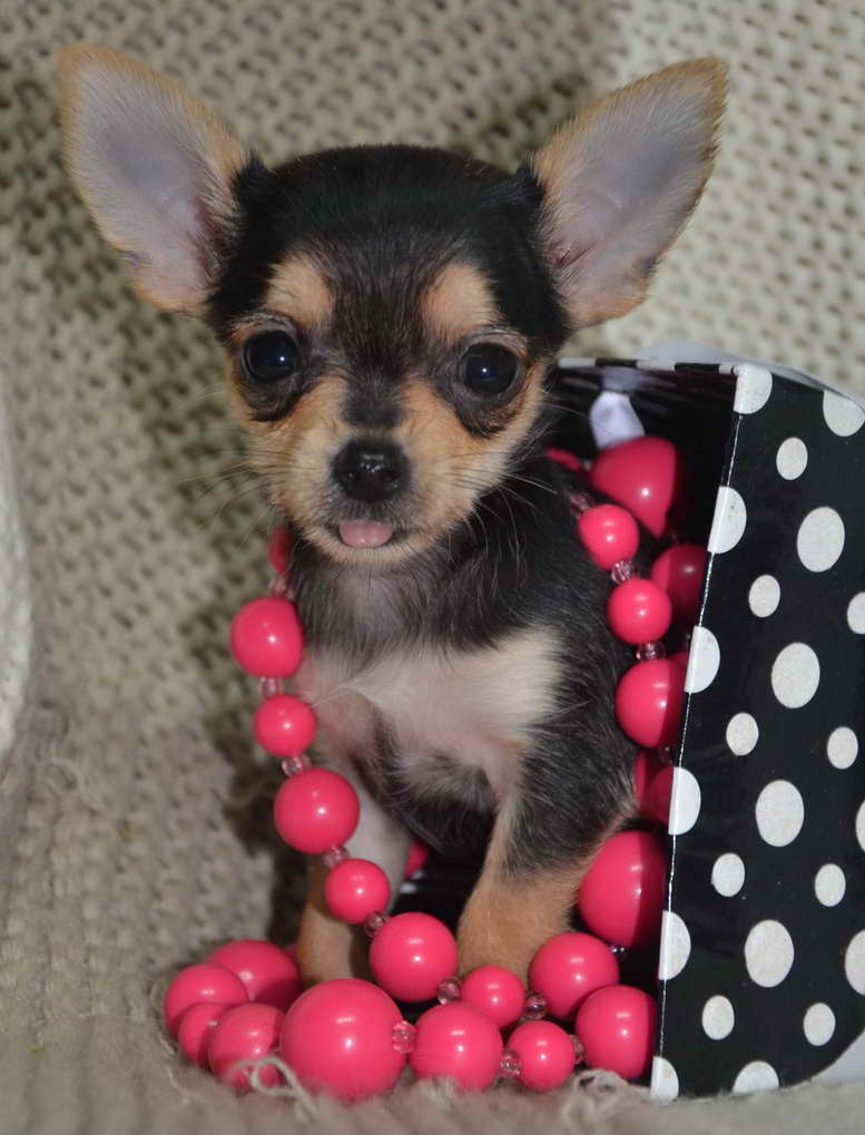 Applehead Chihuahua Puppies For Sale In Alabama PETSIDI