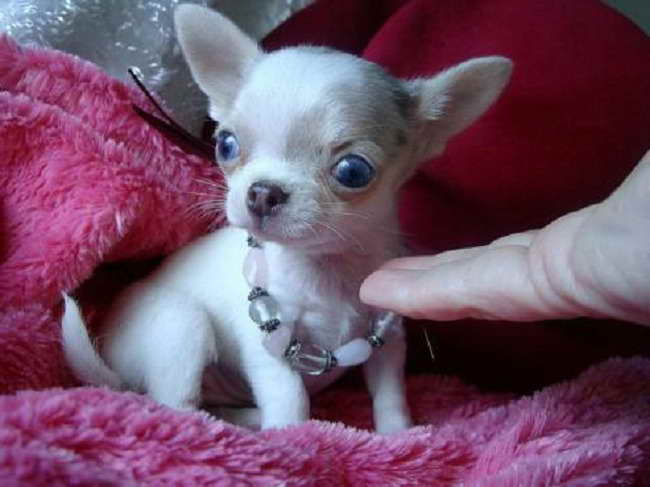 Applehead Chihuahua Puppies For Sale In Oklahoma PETSIDI
