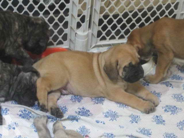 Apricot Mastiff Puppies For Sale