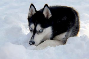 Arctic Husky