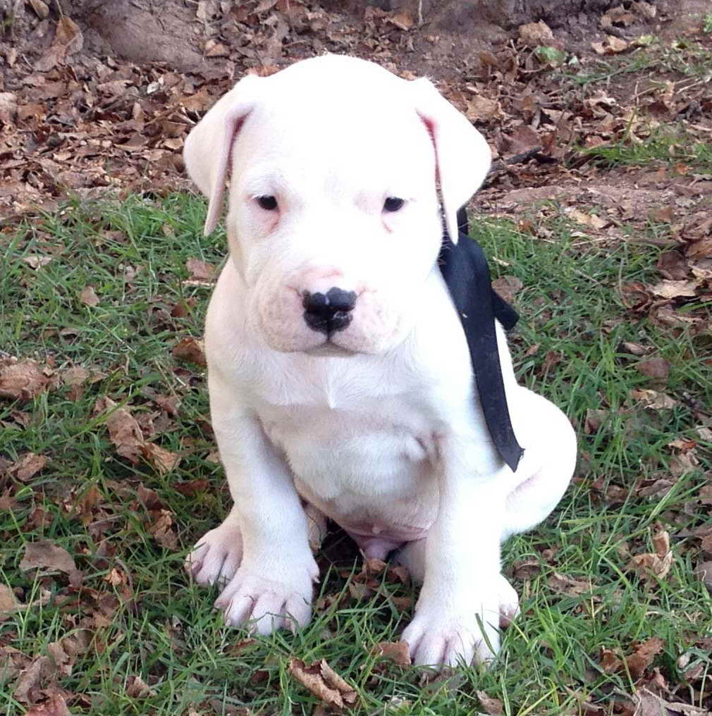 Argentine Mastiff Puppies