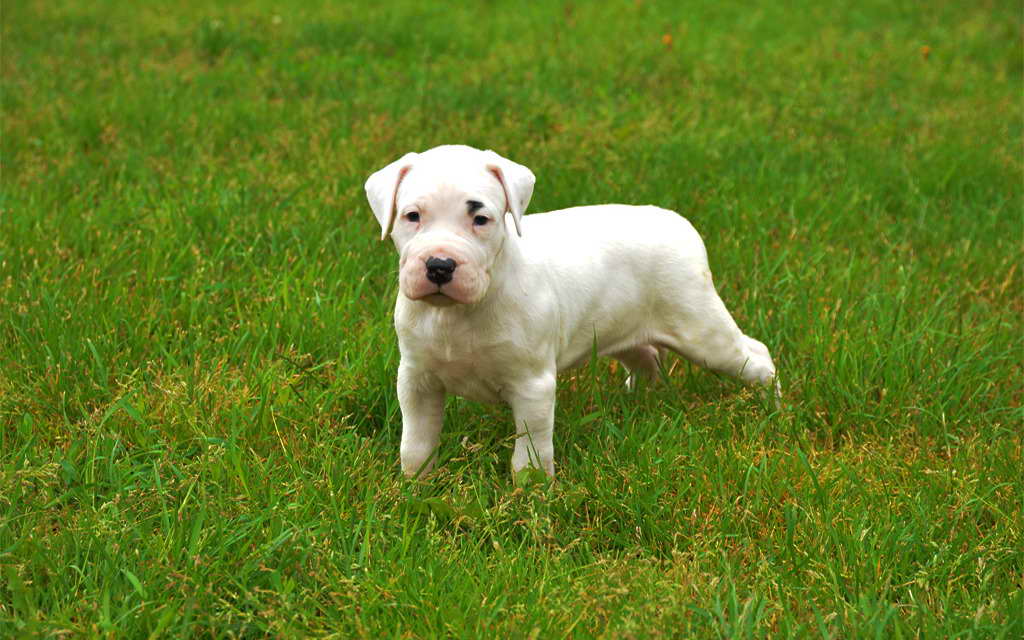 Argentine Mastiff Puppy