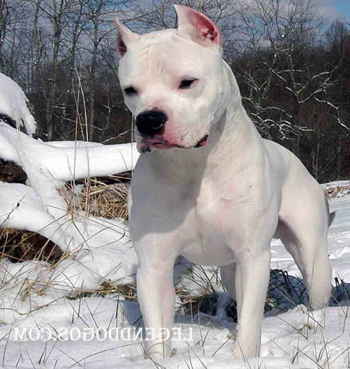 Argentinian Mastiff Breeders