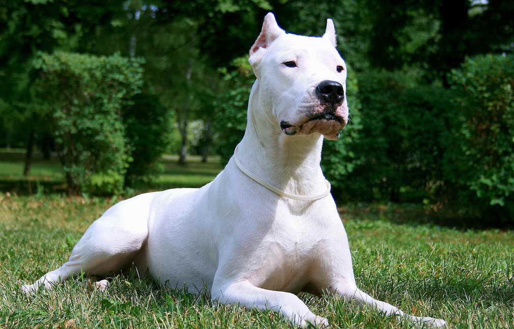 Argentinian Mastiff Dog