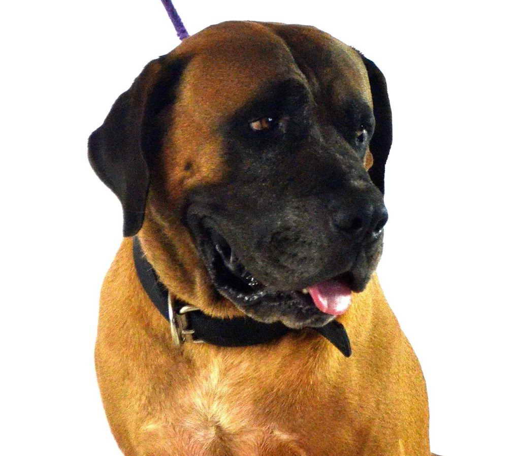 Arizona Mastiff Rescue