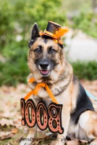 Arkansas German Shepherd Rescue