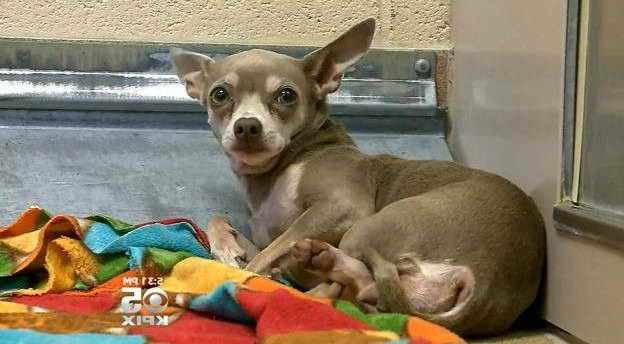 Atlanta Chihuahua Rescue