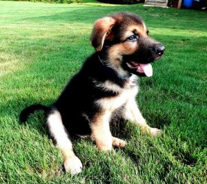 Atlanta German Shepherd Puppies