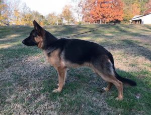 Atlanta German Shepherd Rescue