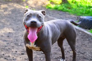 Austin Pit Bull Rescue