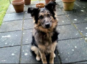 Australian German Shepherd