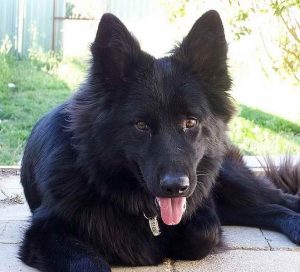 Australian German Shepherd For Sale