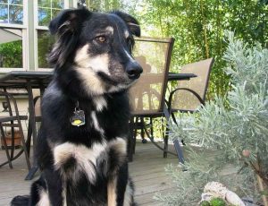 Australian German Shepherd Mix