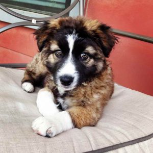 Australian German Shepherd Mix Puppies For Sale