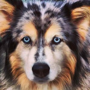 Australian Husky Puppy