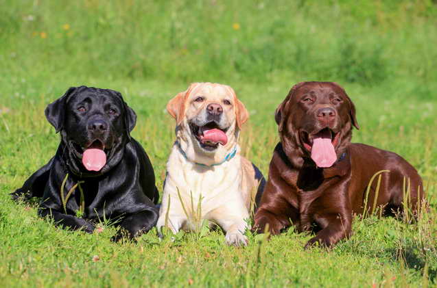 Australian Labrador | PETSIDI