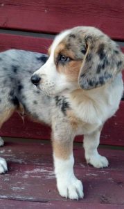Australian Shepherd Beagle Mix For Sale