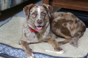 Australian Shepherd Catahoula