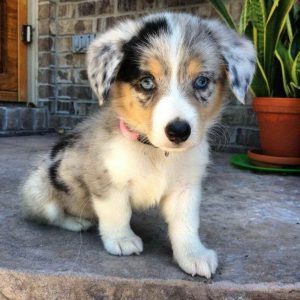 Australian Shepherd Corgi Mix For Sale