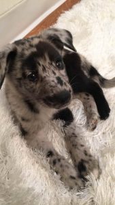 Australian Shepherd German Shepherd Mix Puppies