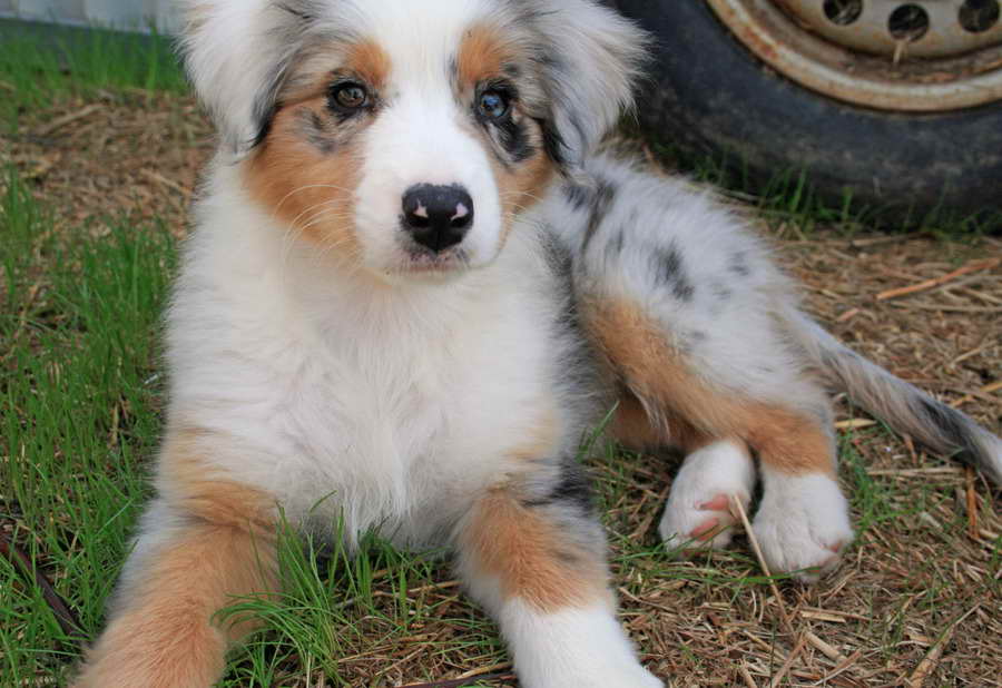 Australian Shepherd Golden Retriever Mix Puppies For Sale