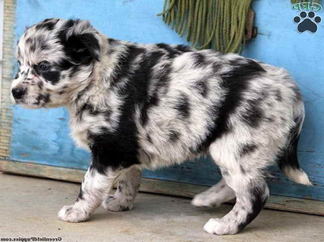 Australian Shepherd Husky Mix Puppies For Sale PETSIDI