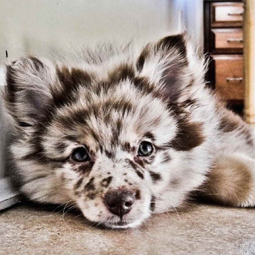 Australian Shepherd Pomeranian Mix For Adoption | PETSIDI