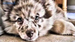 Australian Shepherd Pomeranian Mix For Sale