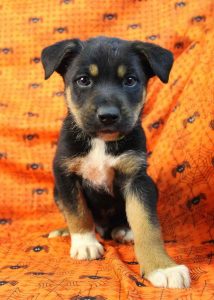 Australian Shepherd Rottweiler Mix Puppies For Sale