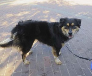 Australian Shepherd Rottweiler Mix Size