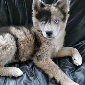 Australian Shepherd Siberian Husky Mix Puppies For Sale