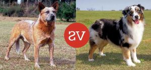 Australian Shepherd Vs German Shepherd