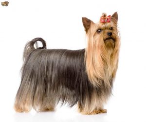 Australian Silky Terrier Vs Yorkie
