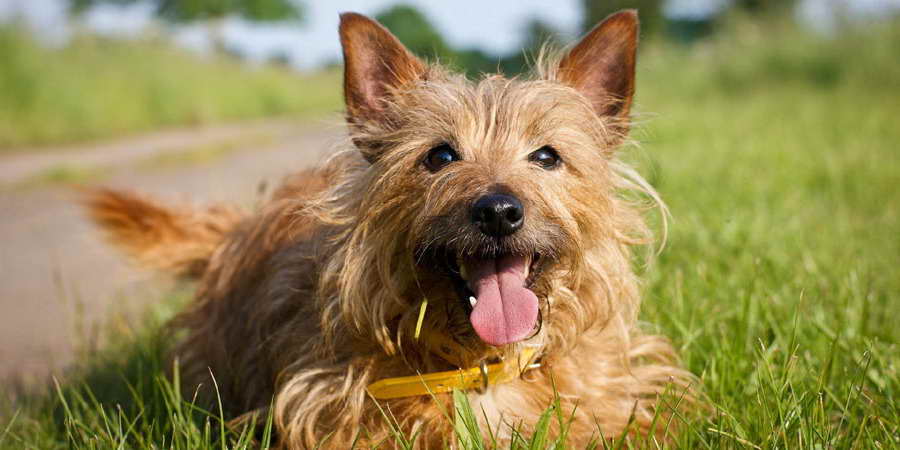 Australian Terrier Dog