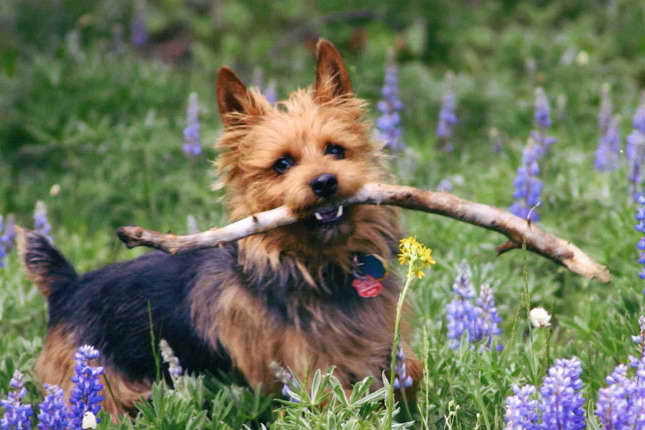 Australian Terrier For Sale