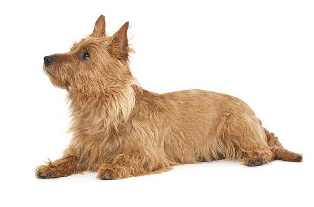 Australian Terrier Hypoallergenic