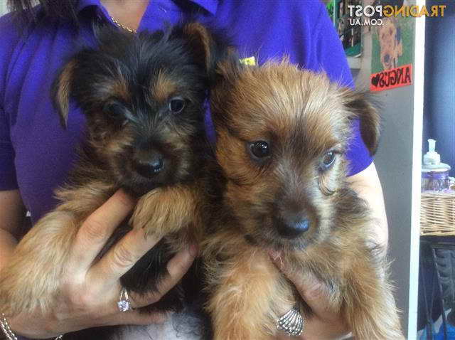 Australian Terrier Puppies For Sale