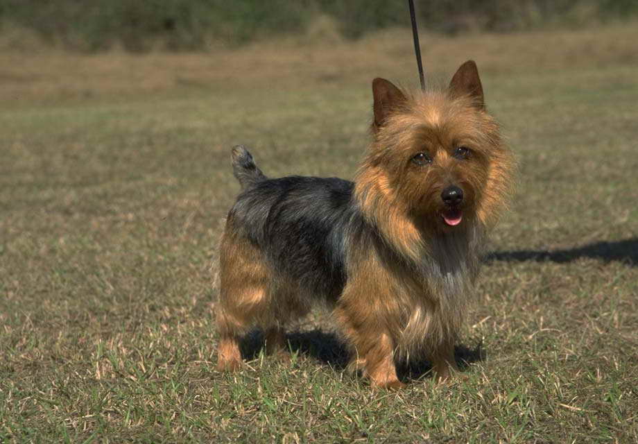 Australian Terrier Puppies