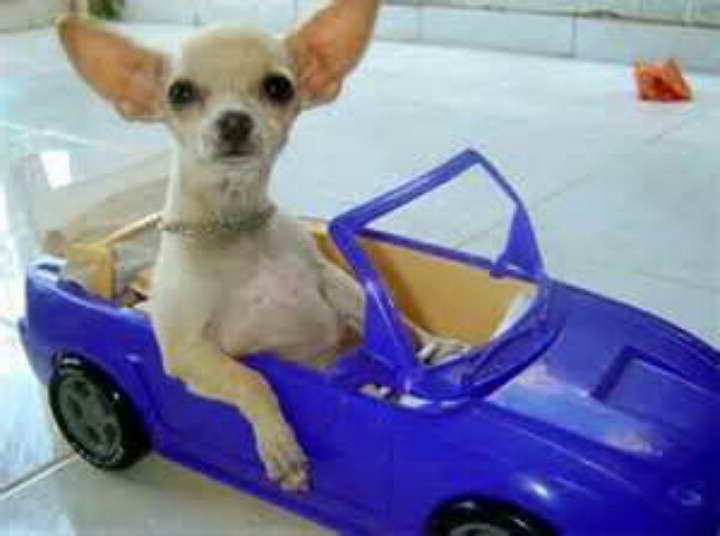 Auto Chihuahua