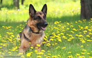 Average Cost Of A German Shepherd