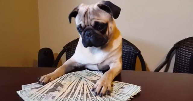 Average Cost Of A Pug
