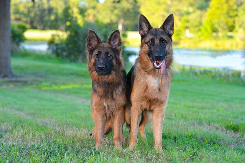 Average German Shepherd Price PETSIDI
