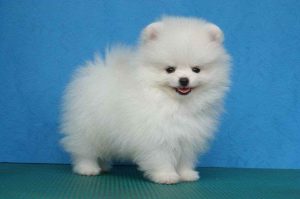 Average Price For Pomeranian Puppies