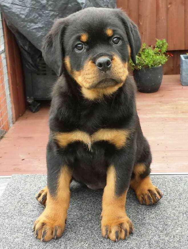 Average Price For Rottweiler Puppies